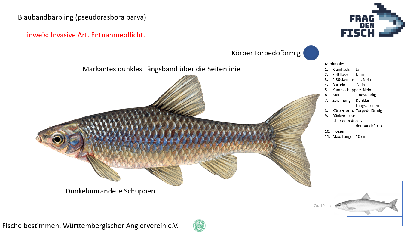 Nie wieder rätseln – Welchen Fisch habe ich gefangen?