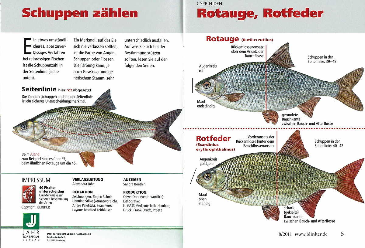 40 Fische unterscheiden