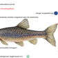 Nie wieder rätseln – Welchen Fisch habe ich gefangen?